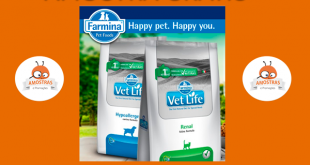 amostra gratis ração para cães e gatos